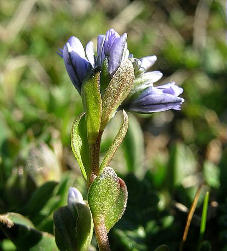 Polygala alpestris Rchb., 1823 © VILLARET Jean-Charles