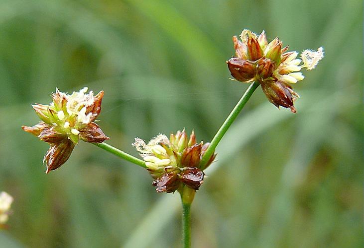 Juncus articulatus L. © BONNET Véronique