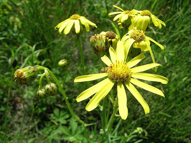 Senecio inaequidens DC. © VILLARET Jean-Charles