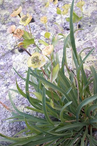 Bupleurum stellatum L., 1753 © VILLARET Jean-Charles