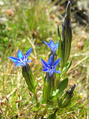 Gentiana nivalis L. © VILLARET Jean-Charles