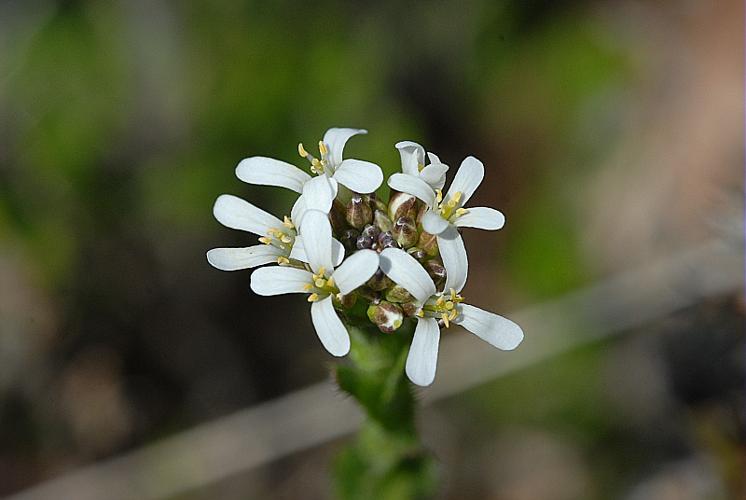 Arabis planisiliqua (Pers.) Reichenb. © DALMAS Jean-Pierre