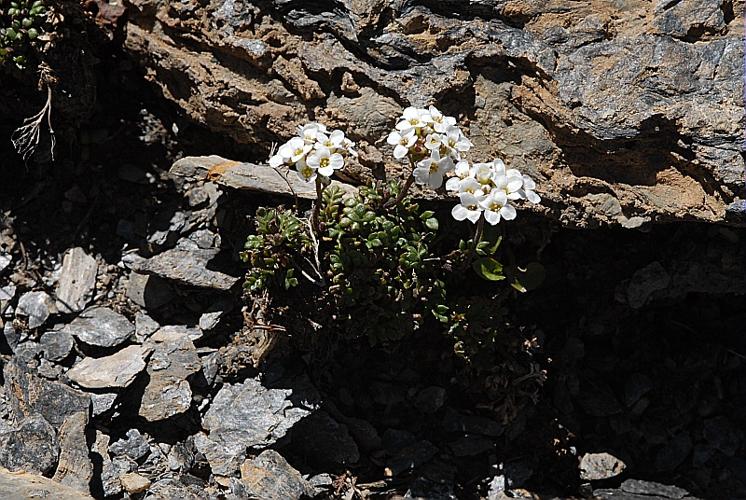 Cardamine resedifolia L., 1753 © DALMAS Jean-Pierre