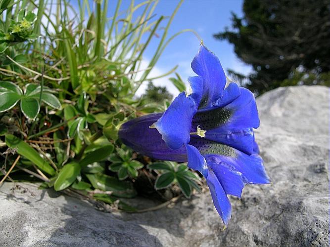 Gentiana angustifolia Vill. © VILLARET Jean-Charles