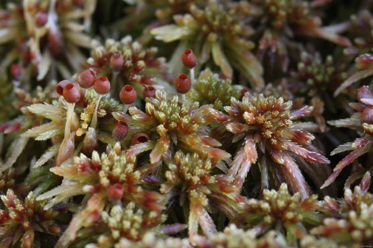 Sphagnum russowii Warnst. © LEGLAND Thomas