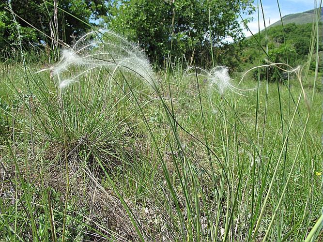 Stipa pennata L. © BILLARD Gilbert