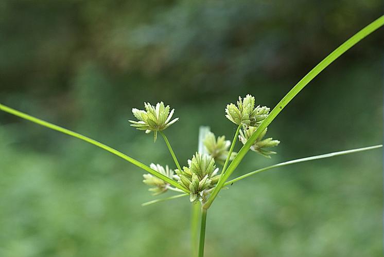 Cyperus eragrostis Lam. © PACHES Gilles