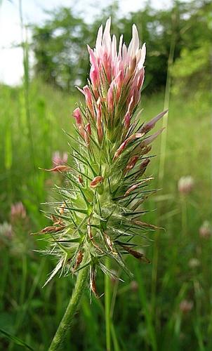 Trifolium incarnatum L. subsp. molinerii (Balbis ex Hornem) Cesati © VILLARET Jean-Charles