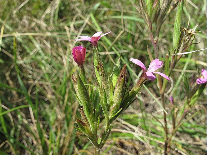 Dianthus armeria L. subsp. armeria © BILLARD Gilbert