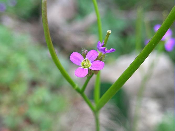 Arabis verna (L.) R. Br. © VILLARET Jean-Charles