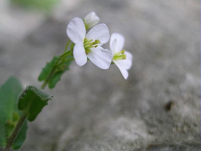 Arabis alpina L., 1753 © VILLARET Jean-Charles