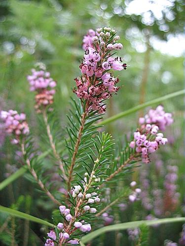 Erica vagans L., 1770 © BILLARD Gilbert