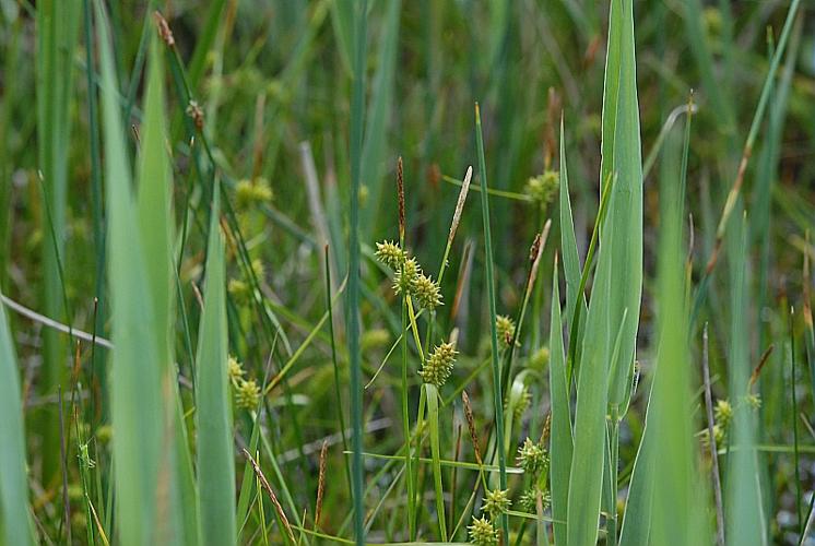 Carex viridula Michaux subsp. brachyrrhyncha (Celak.) B. Schmid var. elatior © DALMAS Jean-Pierre