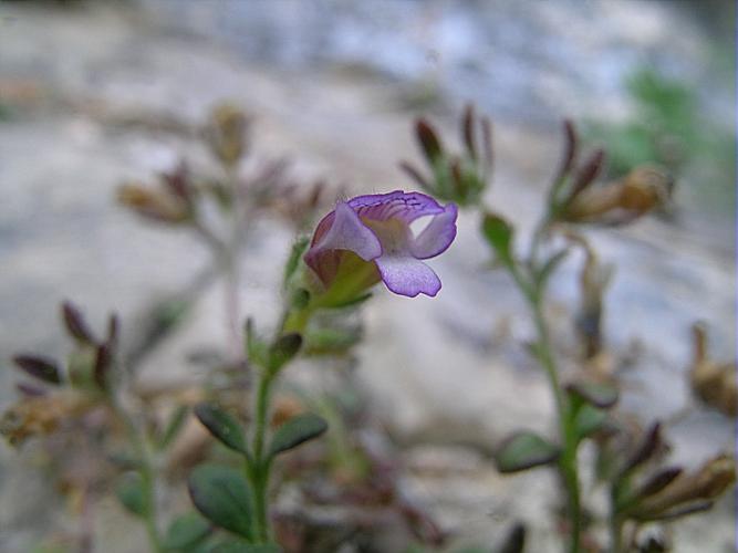 Chaenorrhinum origanifolium (L.) Kostel., 1844 © VILLARET Jean-Charles