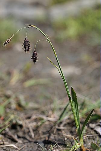 Carex atrofusca Schkuhr © PACHES Gilles