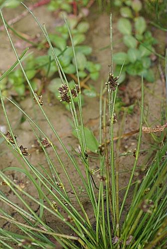 Schoenoplectus supinus (L.) Palla © PACHES Gilles