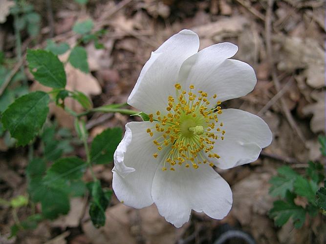 Rosa arvensis Huds., 1762 © VILLARET Jean-Charles