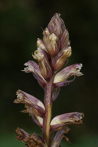 Orobanche hederae Duby © PACHES Gilles