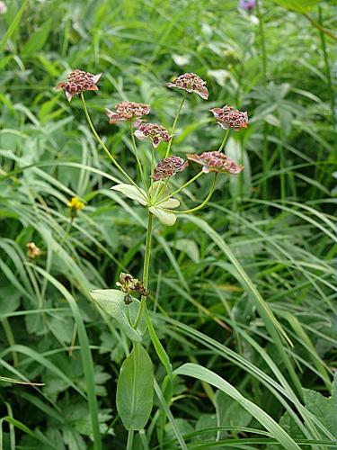 Bupleurum longifolium L. © VILLARET Jean-Charles