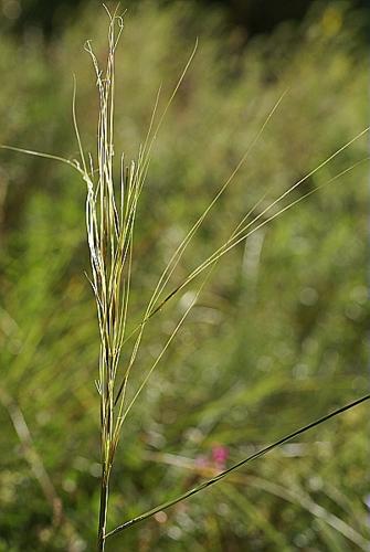 Stipa capillata L., 1762 © PACHES Gilles