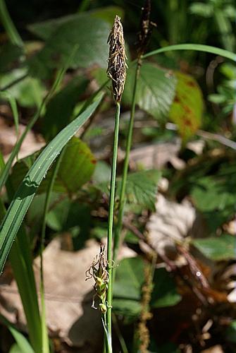 Carex pilosa Scop. © PACHES Gilles
