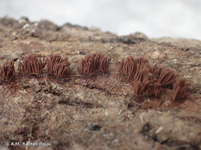 <i>Stemonitis axifera</i> (Bull.) T.Macbr., 1889 © A.M. Rantet-Poux