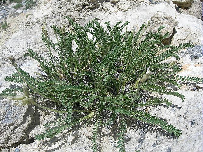 Astragalus australis (L.) Lam., 1779 © FORT Noémie