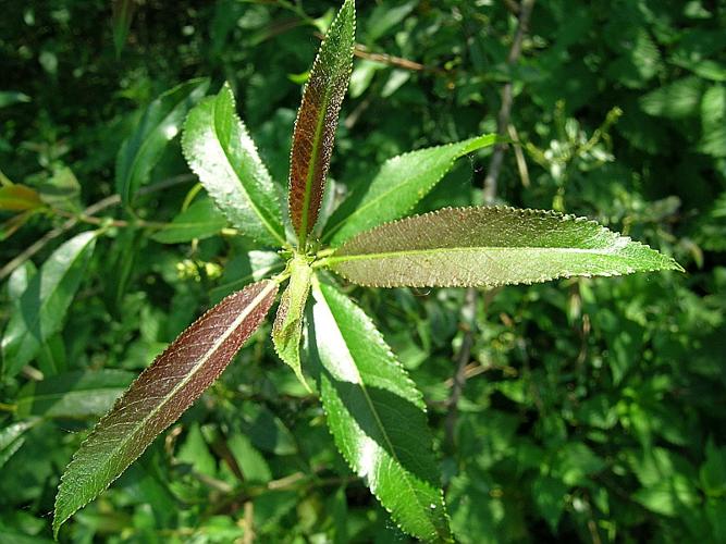 Salix triandra L. emend. Ser. © VILLARET Jean-Charles