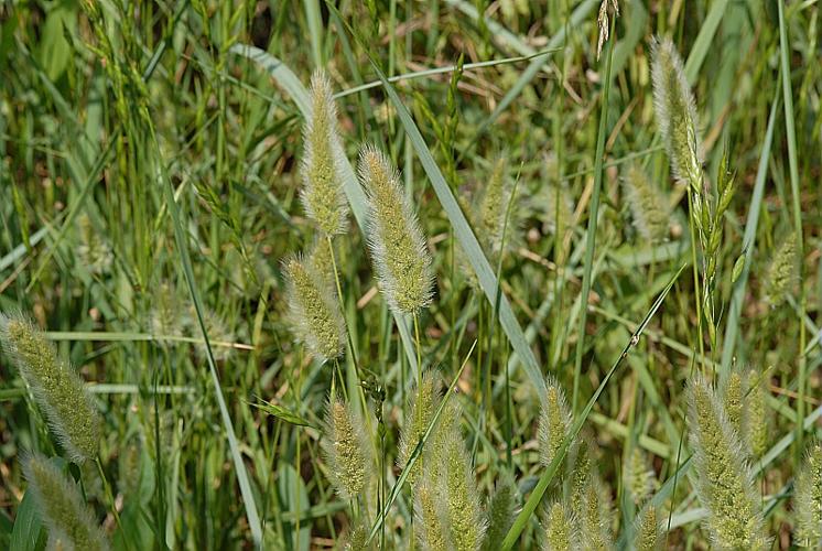 Polypogon monspeliensis (L.) Desf. © DALMAS Jean-Pierre