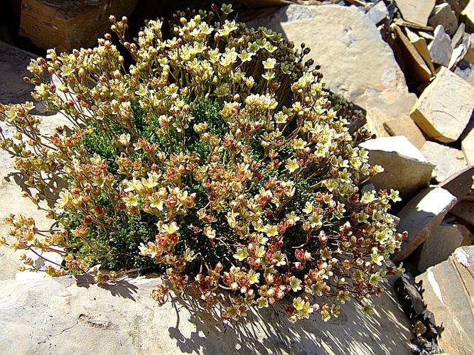 Saxifraga exarata Vill. subsp. moschata (Wulfen) Cavillier in Burnat © DALMAS Jean-Pierre