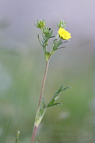 Potentilla multifida L. © BONNET Véronique