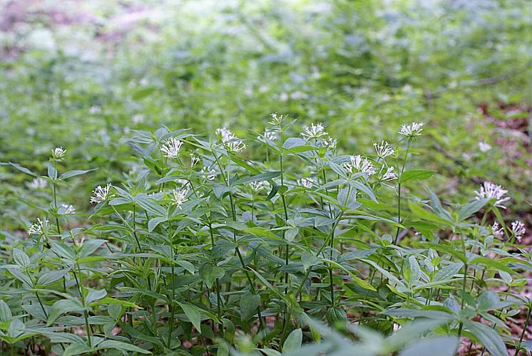 Asperula taurina L. subsp. taurina © PACHES Gilles