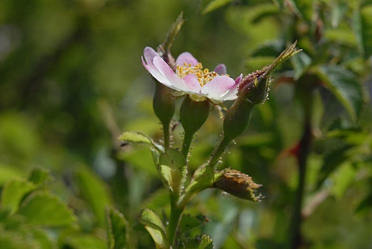 Rosa micrantha Borrer ex Sm., 1812 © DALMAS Jean-Pierre