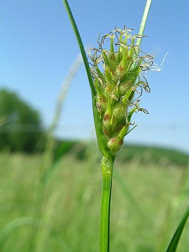 Carex hirta L. © VILLARET Jean-Charles