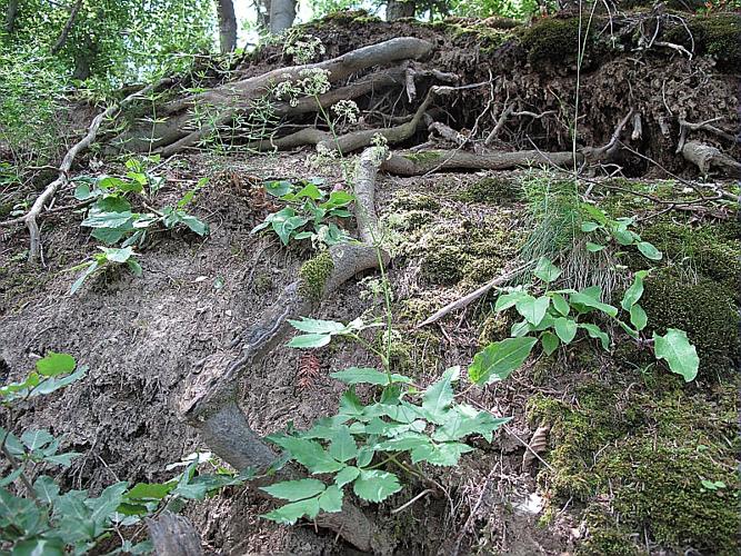 Trochiscanthes nodiflora (All.) Koch © BILLARD Gilbert