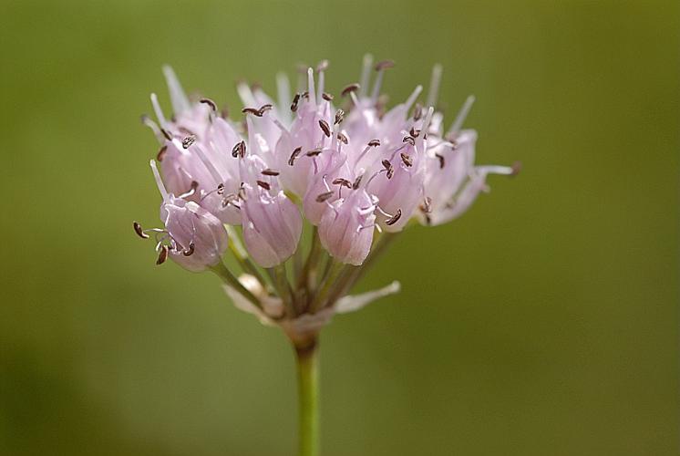 Allium lusitanicum Lam. © DALMAS Jean-Pierre