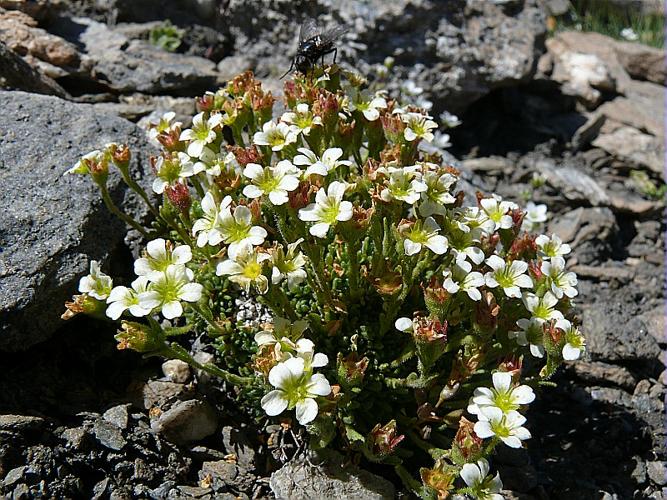 Saxifraga muscoides All. © MIKOLAJCZAK Alexis