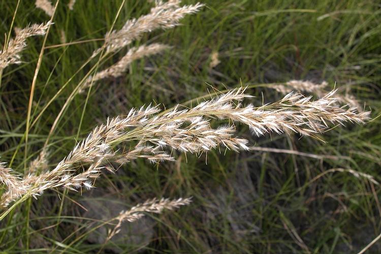 Achnatherum calamagrostis (L.) P.Beauv., 1812 © VILLARET Jean-Charles