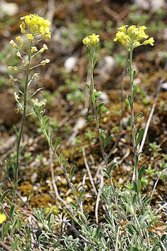 Alyssum montanum L., 1753 © PACHES Gilles