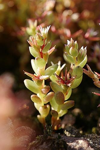 Sedum caespitosum (Cav.) DC., 1828 © PACHES Gilles