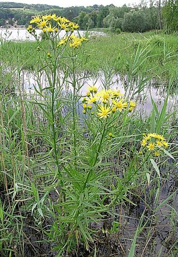 Senecio paludosus L. © VILLARET Jean-Charles