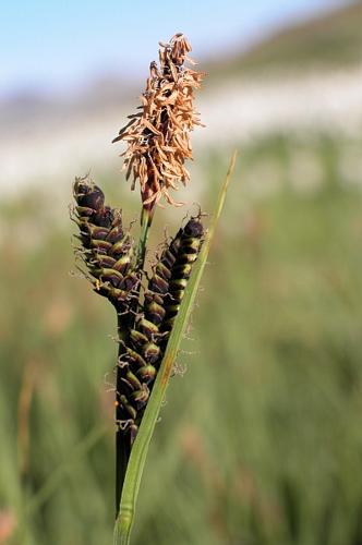 Carex nigra (L.) Reichard © VILLARET Jean-Charles