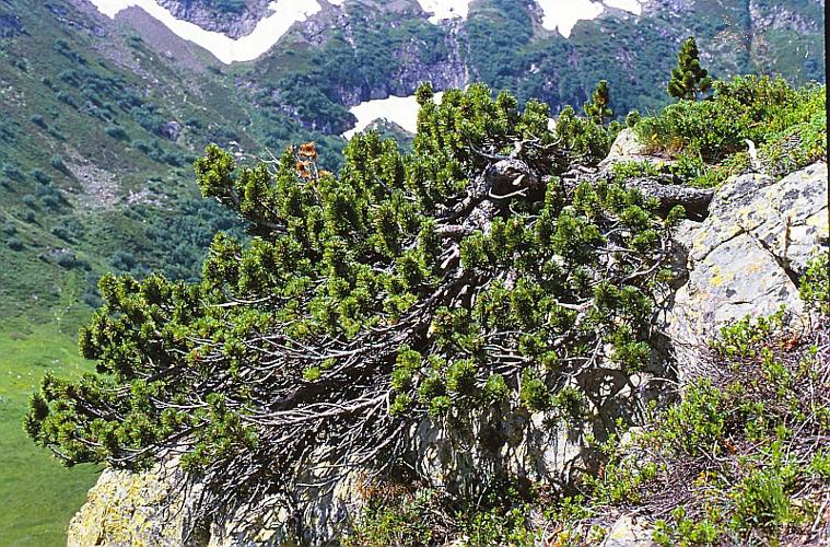Pinus uncinata Ramond ex DC. [1805], et non Miller © BILLARD Gilbert