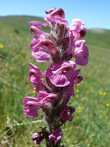 Pedicularis rostratospicata Crantz subsp. helvetica (Steininger) O. Schwarz © VILLARET Jean-Charles