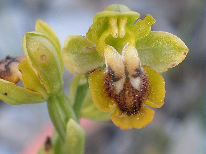 Ophrys lutea Cav., 1793 © VILLARET Jean-Charles