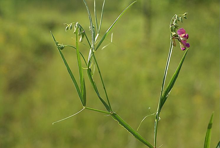 Lathyrus sylvestris L., 1753 © PACHES Gilles