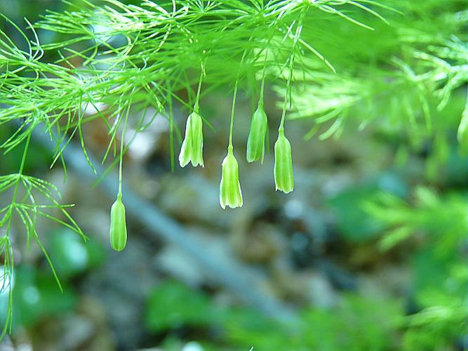 Asparagus tenuifolius Lam. © GARRAUD Luc