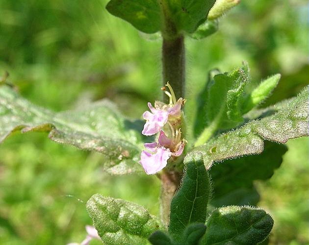 Teucrium scordium L. © VILLARET Jean-Charles