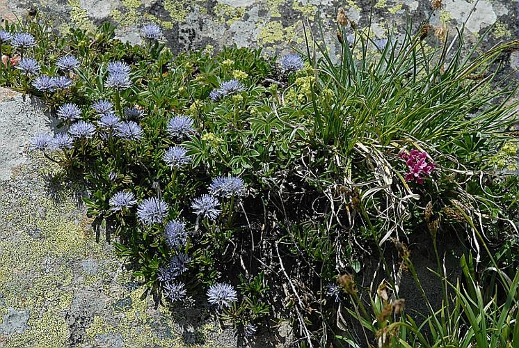 Globularia cordifolia L., 1753 © DALMAS Jean-Pierre