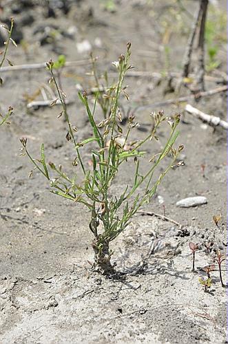 Polygala exilis DC. © GARRAUD Luc